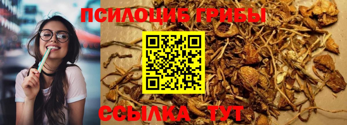 Балахна  Псилоцибиновые грибы Psilocybine cubensis  Вход с VPN  Псилоцибиновые грибы Cubensis 